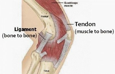 Sebutkan perbedaan ligamen dan tendon
