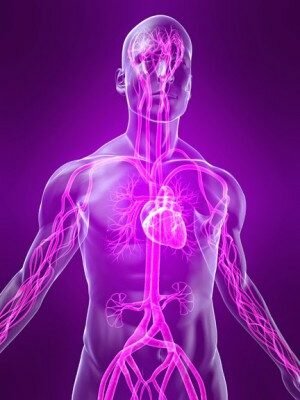 Apa fungsi dari sistem saraf