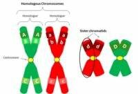 Pengertian Kromosom homolog dan fungsinya