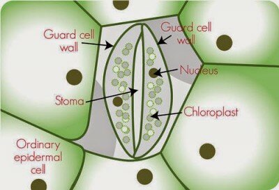 stomata