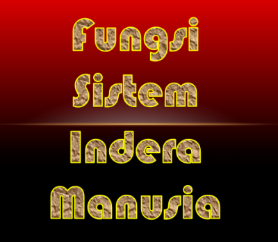 Fungsi Sistem indera pada manusia