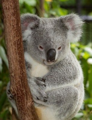 Contoh marsupialia (hewan berkantung)