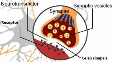 Perjalanan Impuls saraf, potensial aksi dan sinapsis