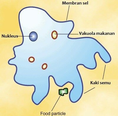 Contoh Kinetoplastida, ciliata, dan Sarcodina