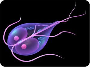 Giardia lamblia