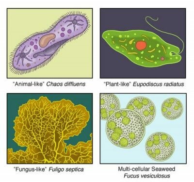 perbedaan antara Protista dan Protozoa