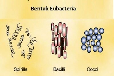 Ciri-ciri Eubacteria, struktur, bentuk dan klasifikasi
