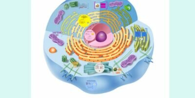 Organel sel eukariotik dan Fungsinya