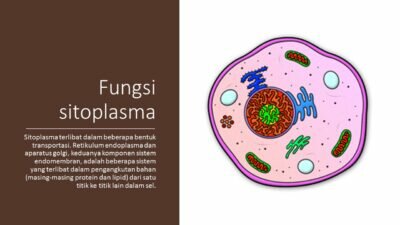 Fungsi sitoplasma