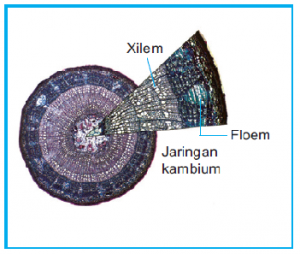 penampang batang kayu