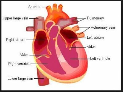 Struktur Hati Manusia