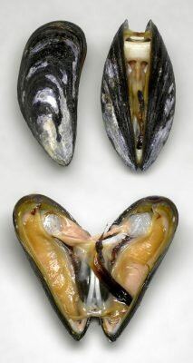 kerang bivalvia