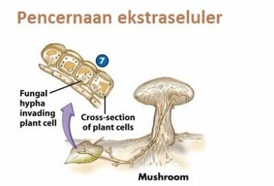 Pengertian pencernaan ekstraseluler, fungsi dan penggunaan