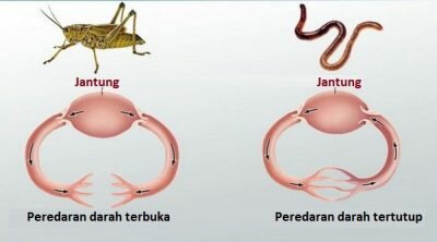 Pengertian Sistem peredaran darah Tertutup dan terbuka, kelebihan, dan kekurangan